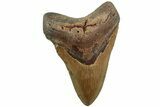 Fossil Megalodon Tooth - North Carolina #226484-1
